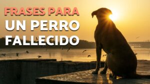 Oración para una mascota fallecida: Despedida con amor
